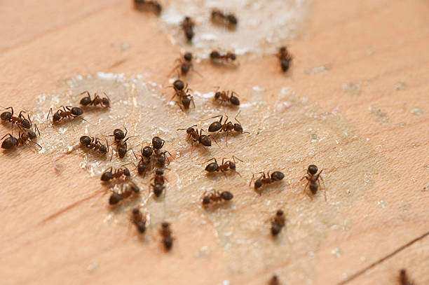 Best Pest Control Near Me  in Millcreek, UT